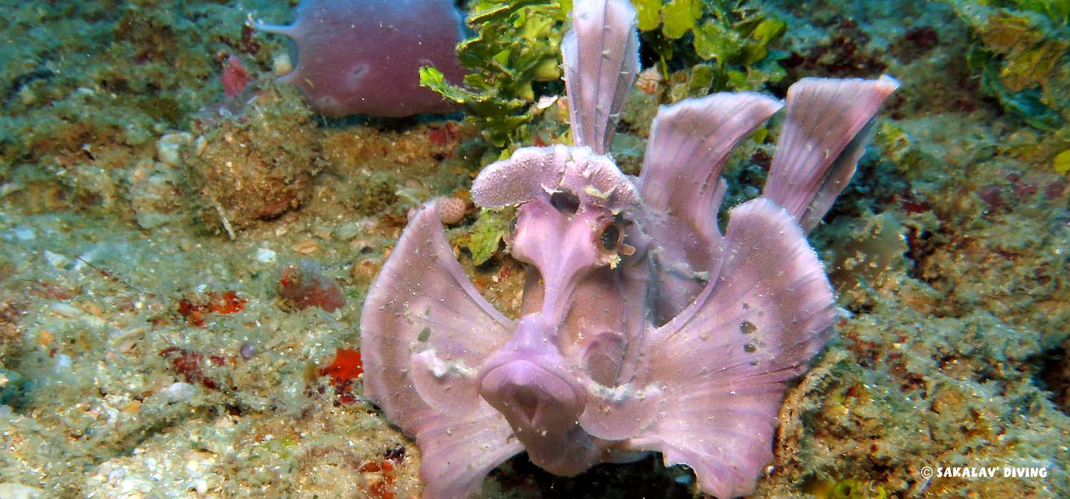 rhinopias star de la macro à Nosy Be